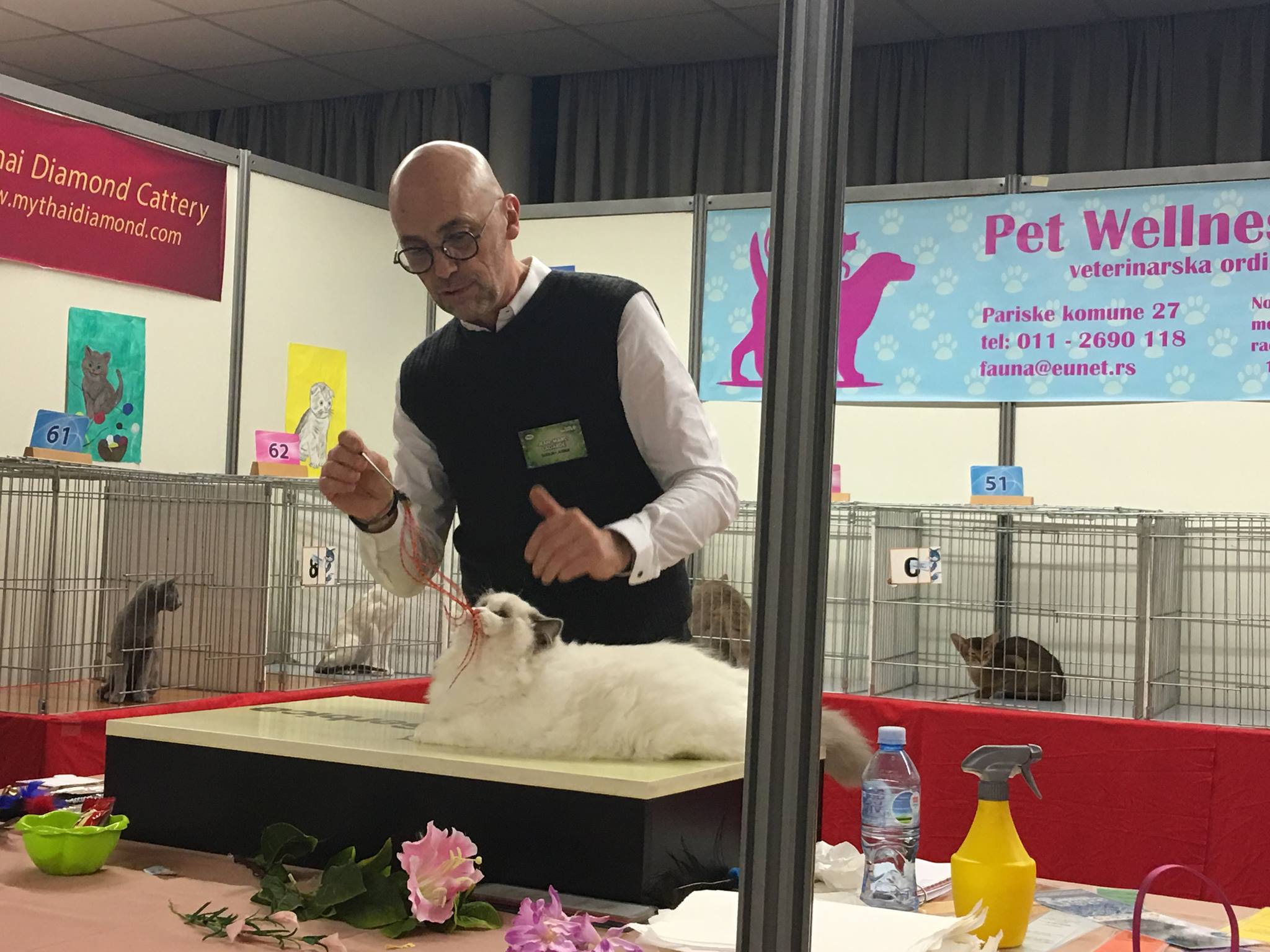 /images/Galeria/Kiállítások (Cat shows)/12792185_196812197353149_5641093614358308723_o.jpg